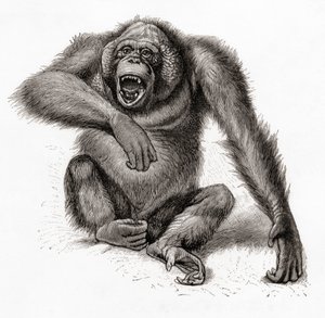 Un orango del Borneo, Pongo pygmaeus, anche scritto orang-utan, orangutang, o orang-utang. Da Meyers Lexicon, pubblicato nel 1924 da English School
