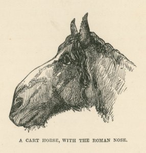Un cavallo da carro, con il naso romano (incisione) da English School