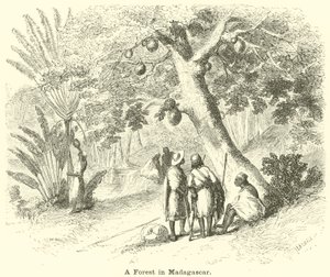 Una foresta in Madagascar da English School