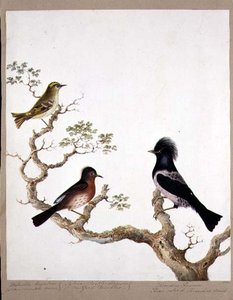 Un Regolo Crestato Dorato, una Sterpazzola di Dartford e un Tordo o Merlo Colorato di Rosa, 1824