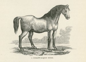 Un cavallo a pelo corto (incisione)