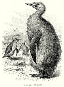 Un pinguino reale (incisione) da English School
