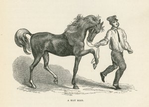 Un uccello di maggio (incisione) da English School