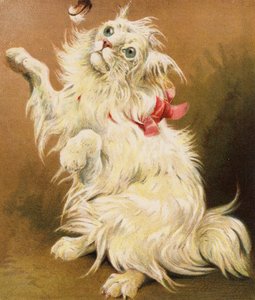 Un gatto persiano da English School