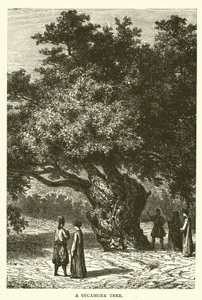 Un Albero di Sicomoro (incisione) da English School