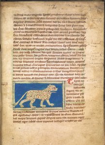 Una tigre, da Sloane 3544, f.2 da English School