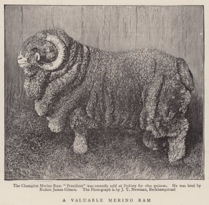 Un Prezioso Ariete Merino (incisione) da English School