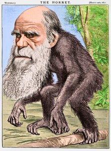 "Un venerabile orangotango", una caricatura di Charles Darwin come scimmia