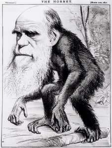 Un venerabile orangutan, da 