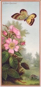 Una cartolina di Natale vittoriana che raffigura una farfalla e un cespuglio di rose canine, c.1880