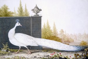 Un pavone bianco da English School