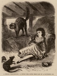 Una femmina Whittington, una bambina salvata dai topi da un gatto preferito da English School