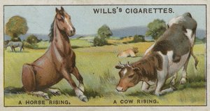 Un cavallo che si alza e una mucca che si alza da English School