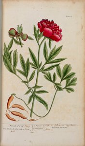 Una peonia, da 