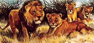 Un branco di leoni