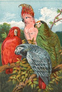Un pappagallo rosso, grigio e verde, e un cacatua da English School