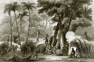 Una scena nella foresta brasiliana