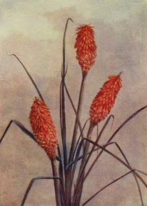 Un magnifico Fiore di Torcia, Kniphofia Corallina Superba
