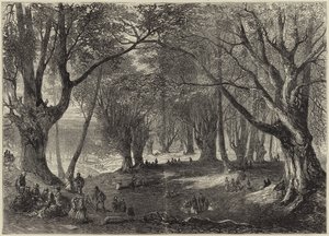 Una vista nella foresta di Epping da English School
