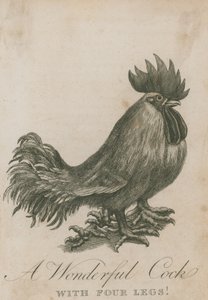 Un gallo meraviglioso con quattro zampe