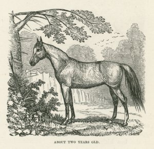 Circa due anni (incisione)