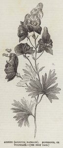 Aconito (Aconitum Napellus), Cappuccio del Monaco, o Aconito