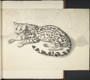 Add MS 11807 f.9 Gatto Tigre, da 