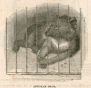 Orso afgano