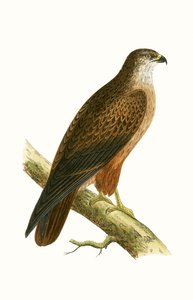 Poiana africana, illustrazione da 