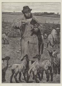 Scene agricole, marzo, alimentazione degli agnelli da English School