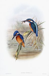 Alcedo Ispida (Martin pescatore)
