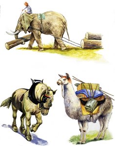 Tutti i tipi di animali da lavoro da English School