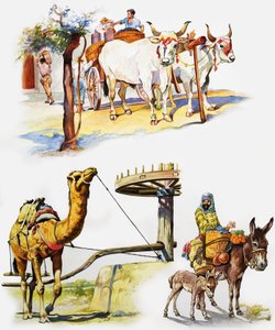 Tutti i tipi di animali da lavoro da English School