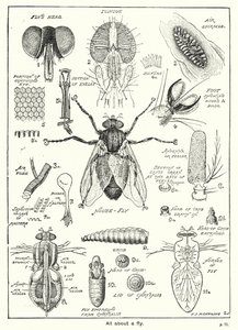 Tutto su una Mosca (incisione) da English School