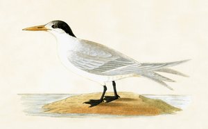 Sterna alleata, illustrazione da 
