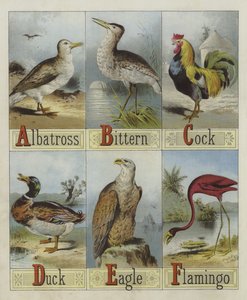 Alfabeto degli uccelli da English School