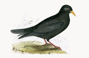 Gracchio alpino, illustrazione da 