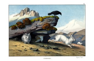 Lepre alpina