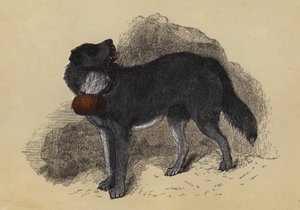 Mastino Alpino