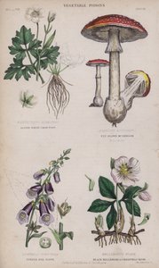 Ranuncolo bianco alpino; fungo marrone; digitale purpurea; elleboro nero o rosa di Natale