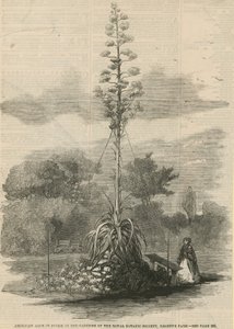 Aloe americana in fiore