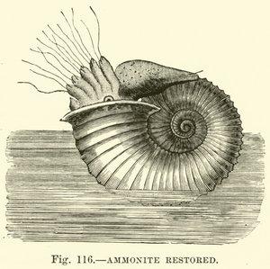 Ammonite restaurato da English School