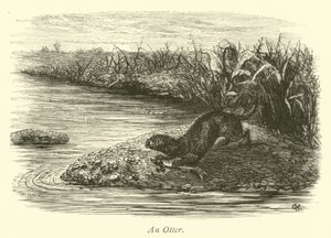Una lontra da English School
