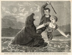 Un emozionante incontro con leoni marini mentre si fa il bagno sulla costa vicino a San Francisco da English School