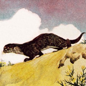 Una lontra da English School