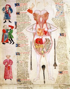 Anatomical diagram, from 