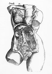 Studio anatomico del corpo femminile umano da English School