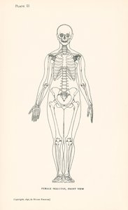 Anatomia: Scheletro femminile, vista frontale (litografia) da English School