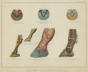 Anatomia, il piede del cavallo da English School