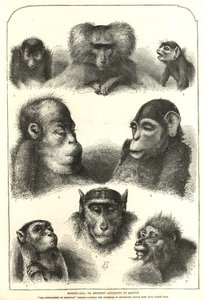 Ancestry secondo Darwin da English School